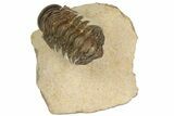 Crotalocephalina Trilobite - Foum Zguid, Morocco #186701-4
